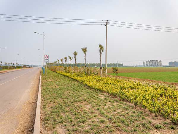 汶上化工园道路翻修绿化工程