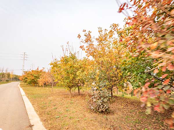 南泉河河道治理及绿化工程