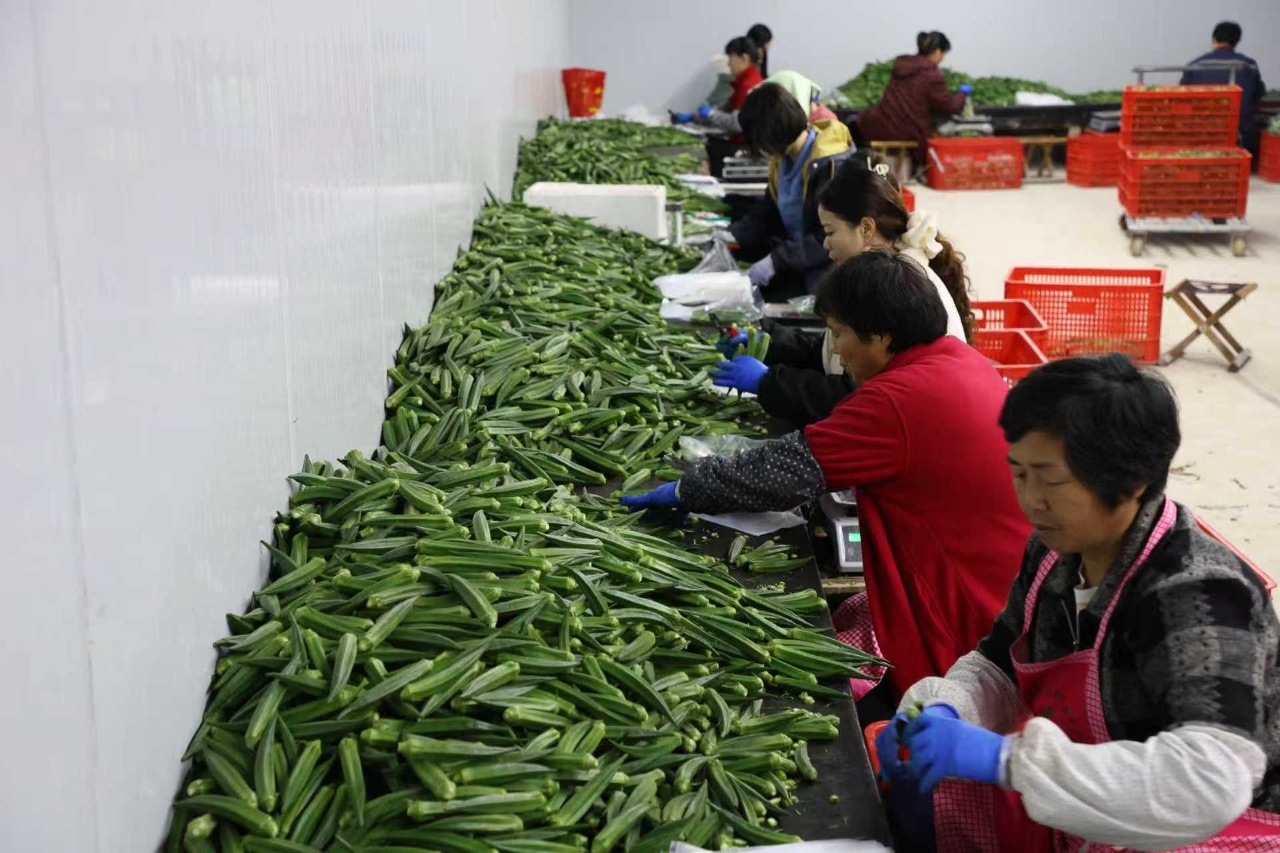 华翔农场秋葵分拣车间